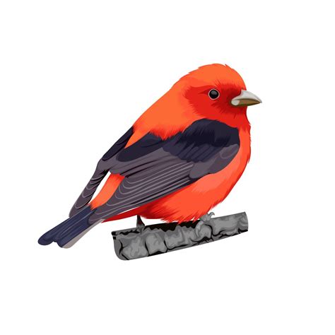 Scarlet Tanager bird vector 11440671 Vector Art at Vecteezy