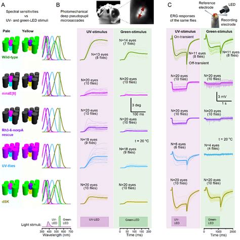 Fig S27 Deep Pseudopupil Dpp Microsaccade Dynamics Combine The Download Scientific Diagram