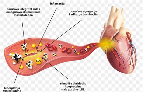 Homocysteine Blood Health Cardiovascular Disease Heart, PNG, 2199x1412px, Watercolor, Cartoon ...