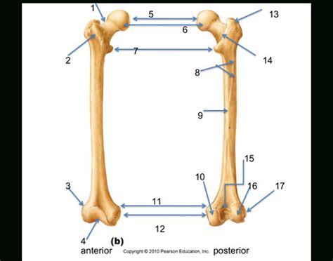 Femur Patella Tibia Fibula Foot Flashcards Quizlet