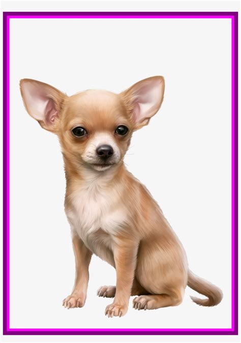 Chihuahua Png Transparent Chihuahua Clip Art Chihuahua Clipart Clip