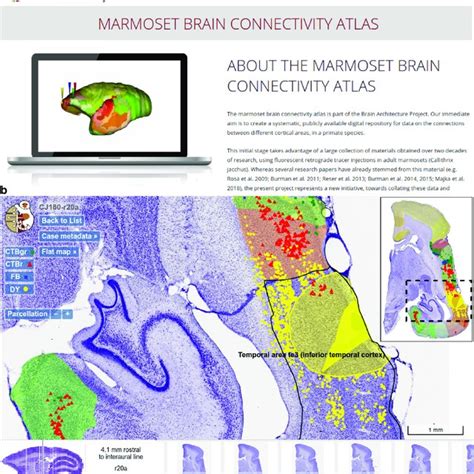 Overview Of The Marmoset Brain Connectivity Atlas And High Resolution Download Scientific