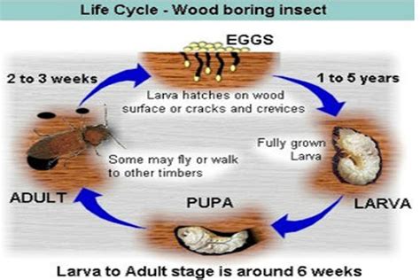 Stalk Borer Life Cycle