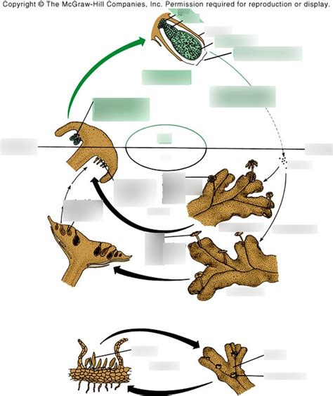 Liverwort Reproduction - Gen Bio 2.2 Diagram | Quizlet