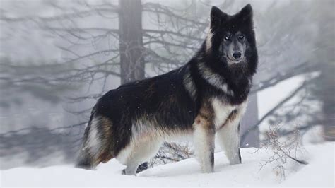 Largest Wolf Like Dog Breed at Willie Wickman blog