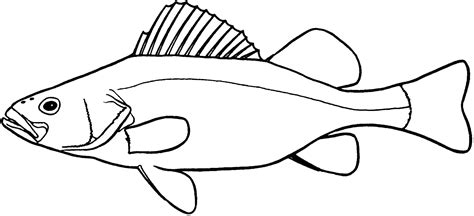 Pike Fish Drawing | Free download on ClipArtMag