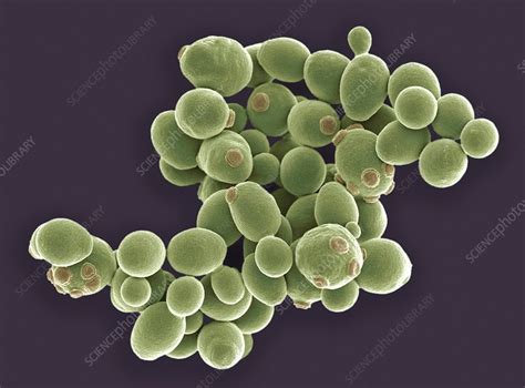 Yeast Cells Sem Stock Image F Science Photo Library