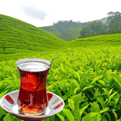 Rize Tea