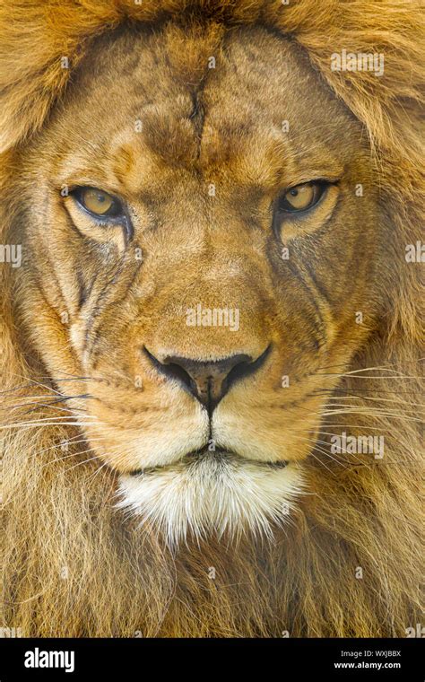 Lion (Panthera leo) Head portrait Stock Photo - Alamy