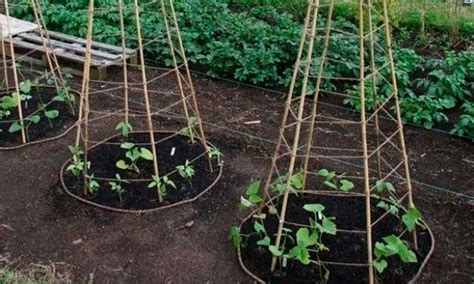 пирамида из огурцов способ