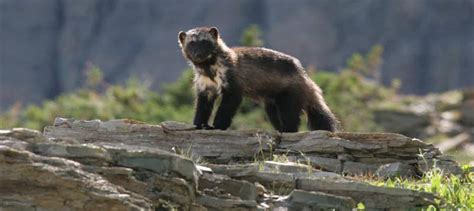 Wolverine listing delay leading to lawsuit - The Wildlife Society