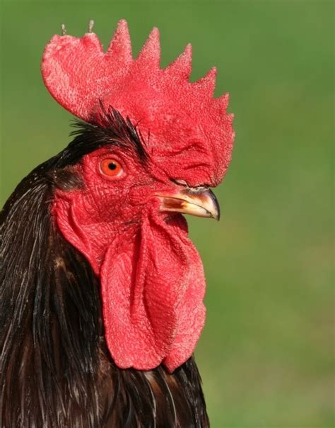 Rhode Island Red Chickens For Sale Chickens For Backyards