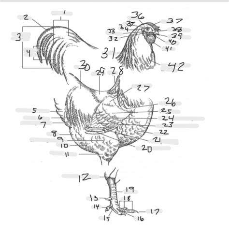 Chicken Anatomy Flashcards Quizlet