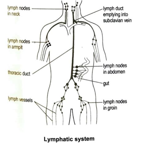 The Lymphatic System Flashcards Quizlet