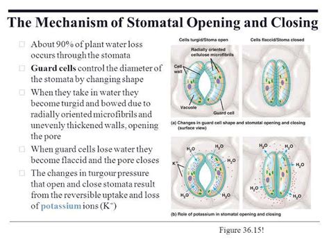 Stomata Open And Close