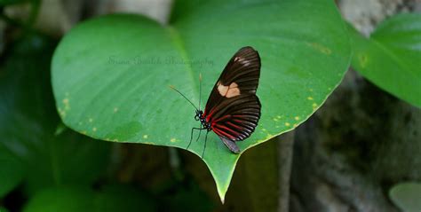 Postman Butterfly, Common Postman, or simply Postman (Heliconius melpomene)