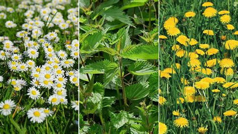 Essbare Wildkr Uter Gesunde Rezepte Aus Der Natur