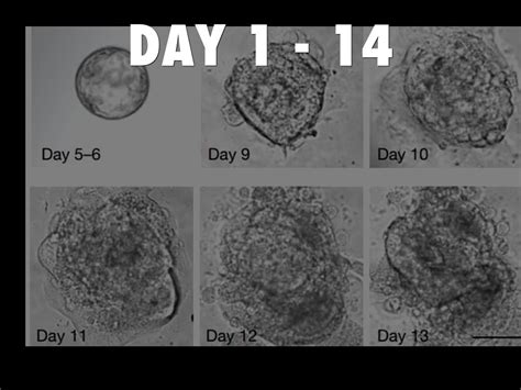 Human Embryo Development by Jimmy Golden