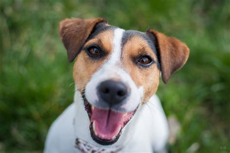 Apagi Milka Chien Jack Russell Terrier La Robe Tricolore