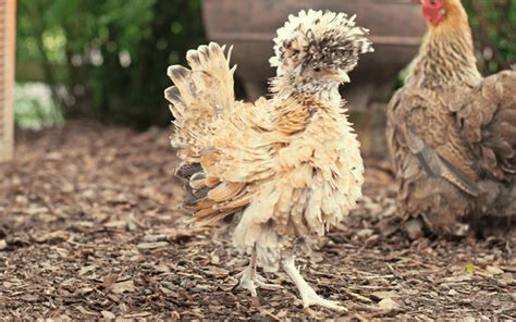 Polish Chickens: Temperament, Color and Egg Laying