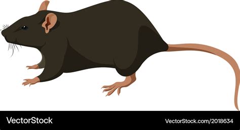 Rat Nature Royalty Free Vector Image Vectorstock