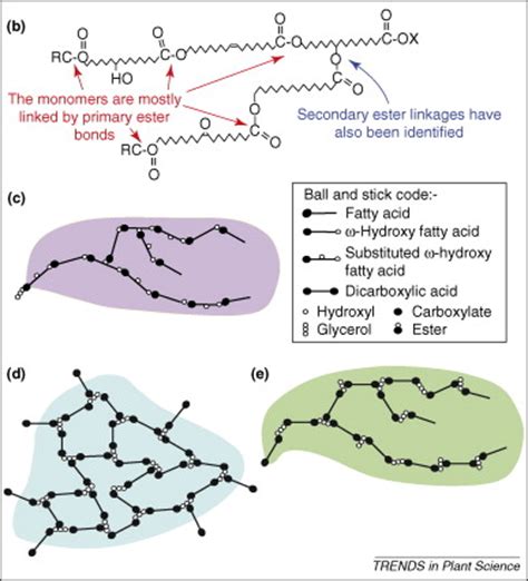 Building Lipid Barriers Biosynthesis Of Cutin And Suberin Trends In