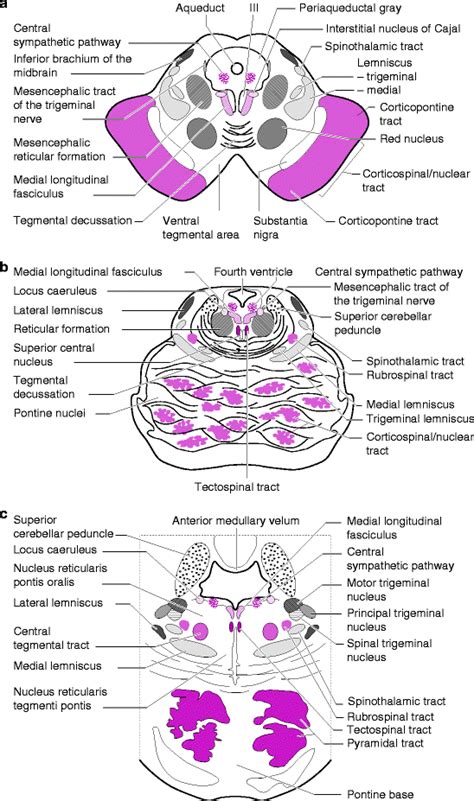 Neuroanatomy Of The Brainstem Springerlink