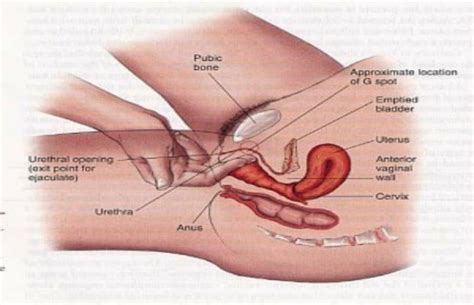 How To Use A Sex Toy To Give A Woman G Spot And Squirting Orgasms Yourtango