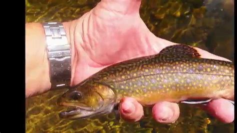 Fly Fish Ellis River Nh Youtube