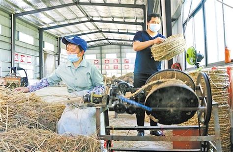 农业社会化服务催生一批“田保姆” 安陆22万亩土地托管收获“三赢” 荆楚网 湖北日报网