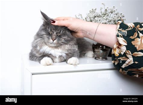 Cute Blue Tabby Maine Coon Cat Lying On White Cupboard Getting Stroked By Female Hand Stock