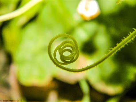 Ester Rogers Photography Cucumber Swirls In My Garden