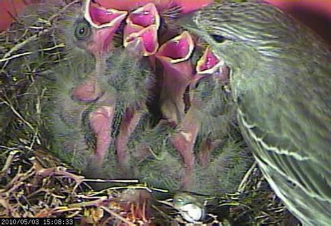House Finches Nest again in 2010 - LIVE WEBCAM
