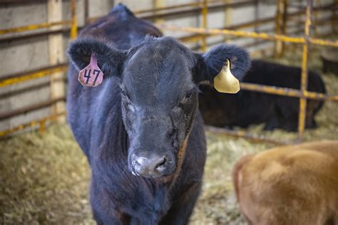 Ag Institute Aes Calf Buena Vista University Flickr