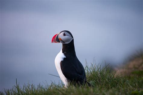 Puffin Bird, HD Birds, 4k Wallpapers, Images, Backgrounds, Photos and Pictures