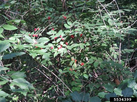 Amur Honeysuckle Lonicera Maackii Rupr Herder