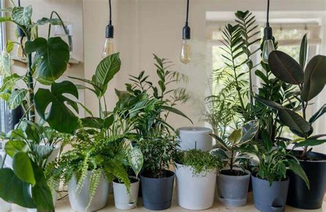 Plantes D Int Rieur Faciles D Entretien Et Increvables