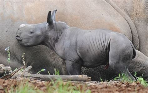 Its A Girl Second Southern White Rhino Baby For Australia Zoo Baby