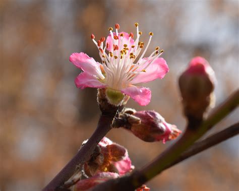 Fotos Gratis Rbol Naturaleza Rama Fotograf A Fruta Hoja P Talo