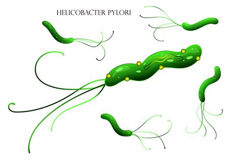 Helicobacter Pylori Bacterial Cell Structure Illustration