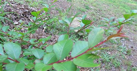 Red Stemmed Plant Bush North Carolina In Shade Imgur