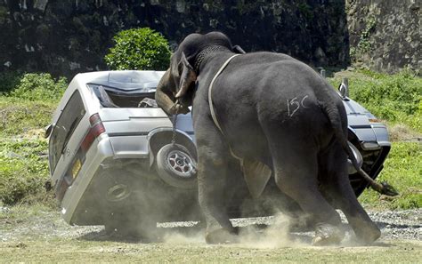 In Pictures When Animals Attack