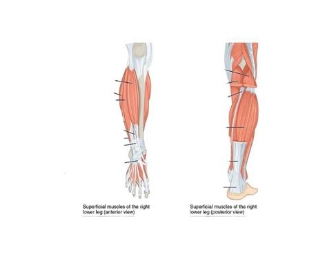 major muscles_lower leg Quiz