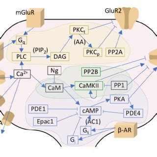 Signalling Pathways Included In The Model The Pka Pathway Related