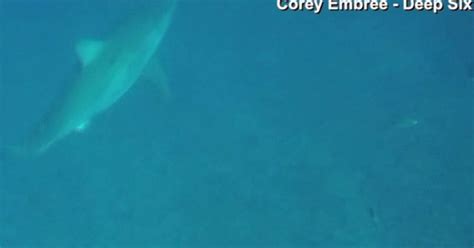 Great White Sharks Spotted Off Florida Coast