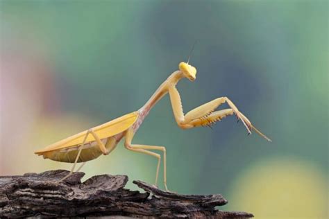 11 Biblical Meanings Of Seeing A Praying Mantis House