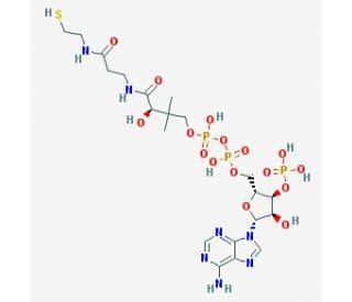 Coenzyme A | CAS 85-61-0 anhydrous | SCBT - Santa Cruz Biotechnology