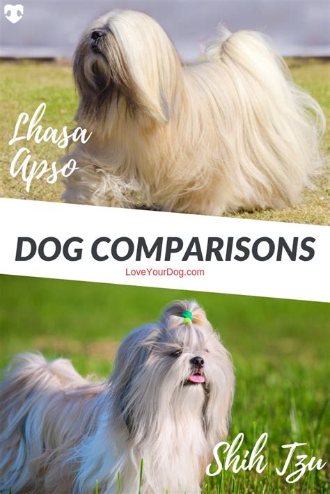 Lhasa Apso Vs Shih Tzu Breed Differences And Similarities Lhasa Apso