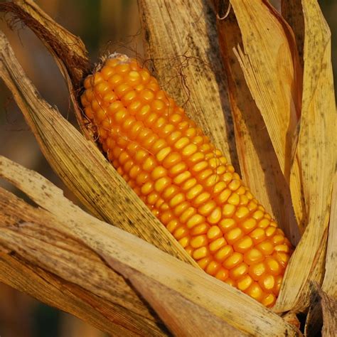 Sweetcorn Growing Guide Seed To Harvest Cropnerd