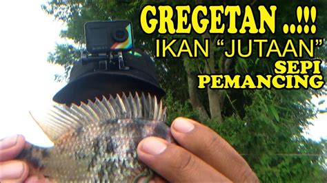 GILAKK UMPAN LUMUT Pasti PANEN Di SPOT SINI YouTube